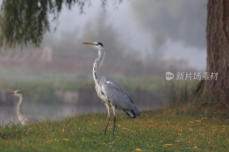 灰鹭(Ardea cinerea)站在一个雾蒙蒙的秋日清晨的水边